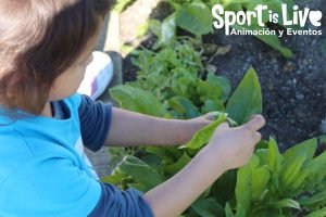 Huerto infantil en Verdecora.